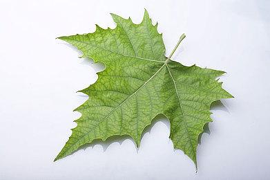 庆祝《地平线 西之绝境》亚洲版正式发售 SIE发布念贺图